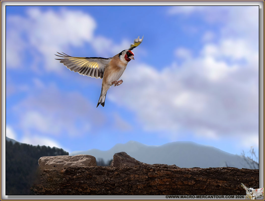 Chardonneret &eacute;l&eacute;gant